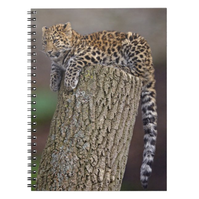 Espiral Caderno da Cauda de Leopardo (Frente)