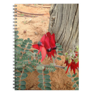Espiral Caderno da ervilha de deserto de Sturt do