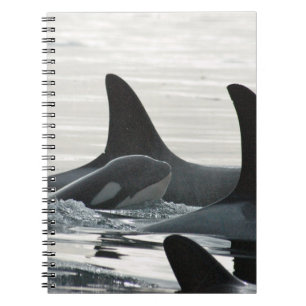 Espiral Caderno da família da orca