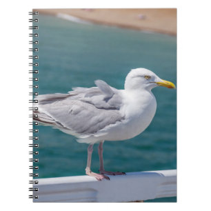 Espiral Caderno da gaivota