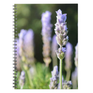 Espiral Caderno da lavanda