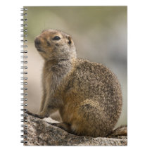 Caderno da Marmota Grisalha