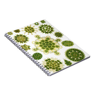 Espiral Caderno das algas