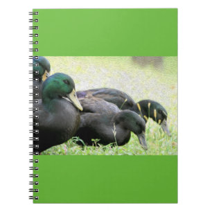 Espiral Caderno das belas artes dos patos pretos do Cayuga