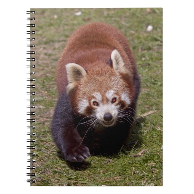Espiral Caderno de Bandit (Frente)