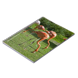 Espiral Caderno de Flamingos