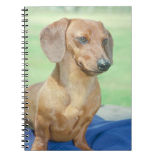 Espiral Caderno do cão do Dachshund