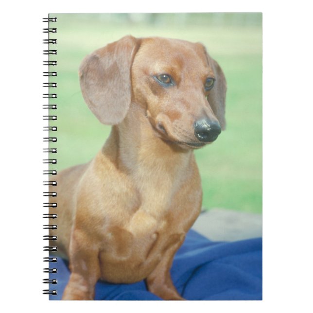 Espiral Caderno do cão do Dachshund (Frente)