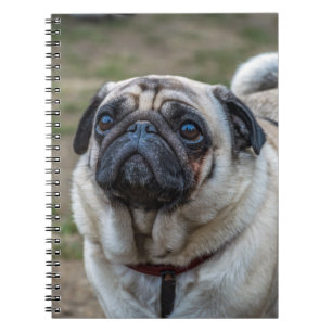 Espiral Caderno do cão do Pug