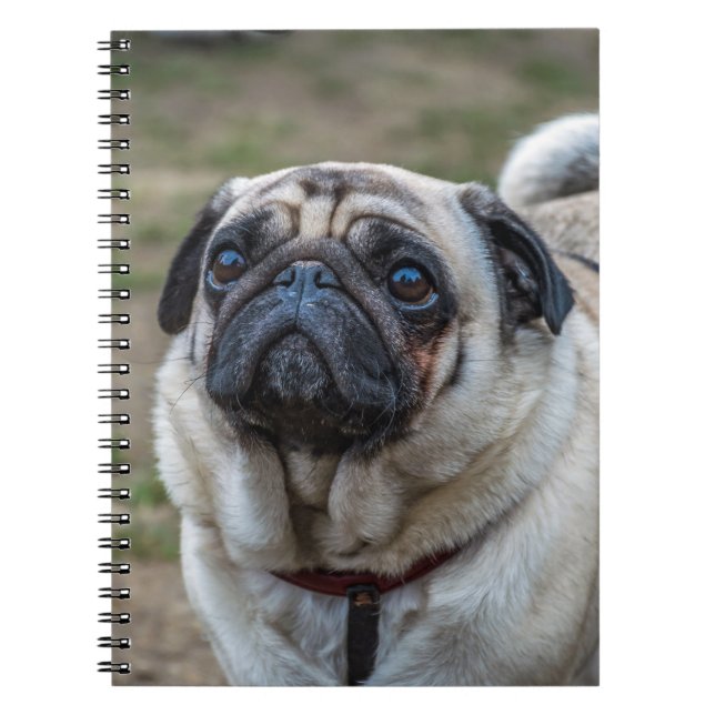 Espiral Caderno do cão do Pug (Frente)