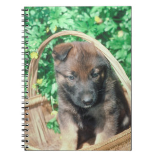 Espiral Caderno do filhote de cachorro de Malinois do