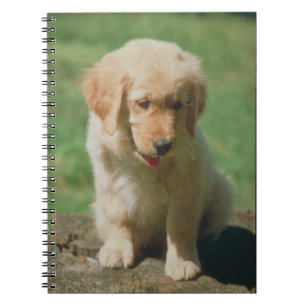Espiral Caderno do filhote de cachorro do golden retriever