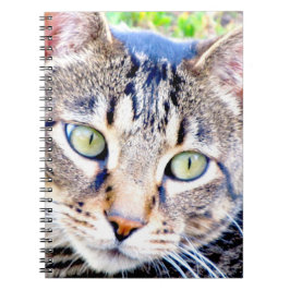 Espiral Caderno do gato