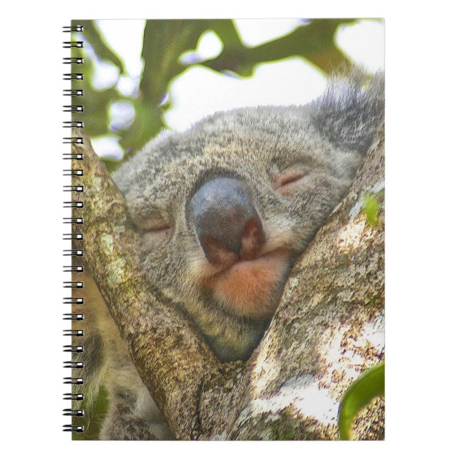 Espiral Caderno do Koala (Frente)