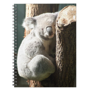 Espiral Caderno do Koala