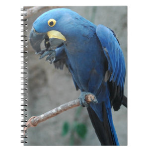 Espiral Caderno do Macaw do jacinto