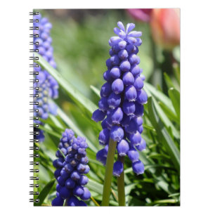 Espiral Caderno do Muscari (jacinto de uva)