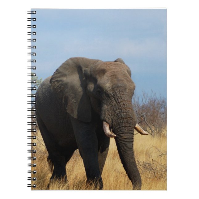 Espiral Caderno do Pachyderm (Frente)
