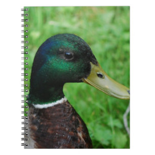 Espiral Caderno do pato selvagem