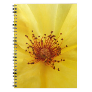 Espiral Caderno do rosa amarelo