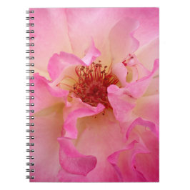 Espiral Caderno do rosa do rosa
