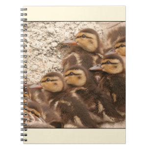 Espiral Caderno dos patinhos