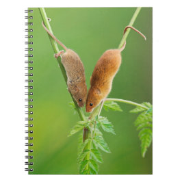 Espiral Caderno dos ratos de colheita