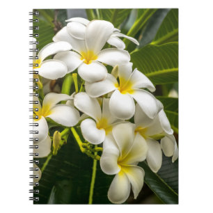 Espiral Caderno exótico do Plumeria da ilha