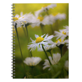 Espiral Caderno - Fotografia de Margaridas
