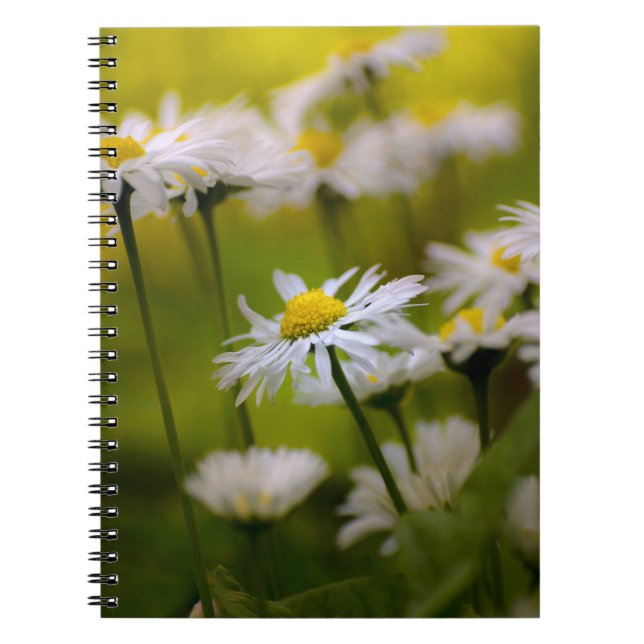 Espiral Caderno - Fotografia de Margaridas (Frente)