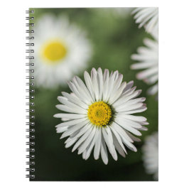 Espiral Caderno - Fotografia Floral Margaridas