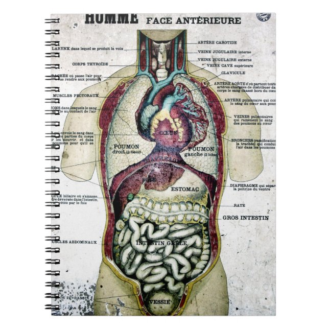 Espiral Caderno francês da anatomia do vintage (Frente)