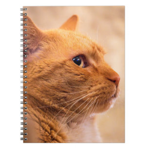 Espiral Caderno Gato Listrado Laranja Caderno Felino Curio