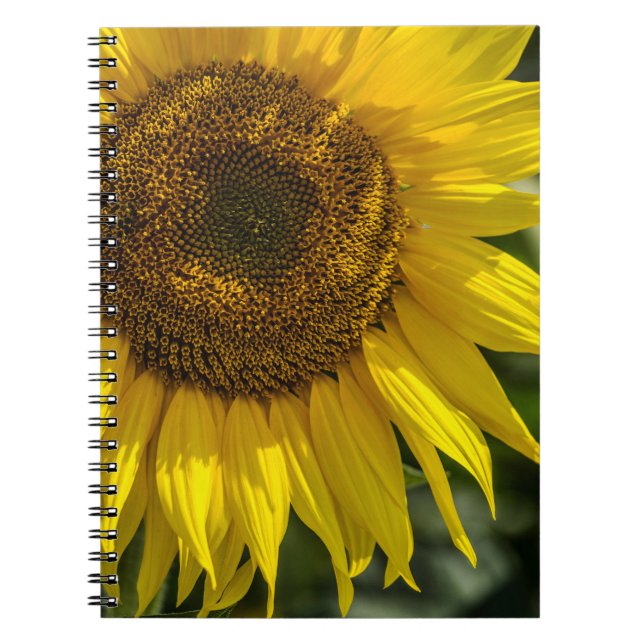Espiral Caderno - Girassol Amarelo (Frente)