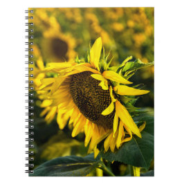 Espiral Caderno - Girassol Capturando o Sol