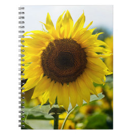 Espiral Caderno - Girassol Isolado