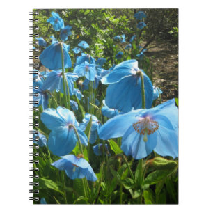Espiral Caderno Himalaia da página da papoila azul 80