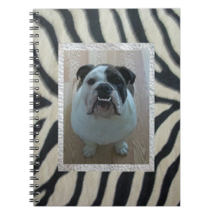 Espiral Caderno inglês do buldogue da zebra