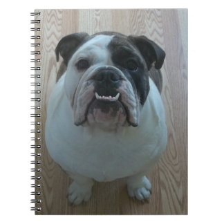 Espiral Caderno inglês do filhote de cachorro do buldogue