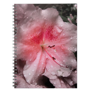 Espiral Caderno interno do fulgor