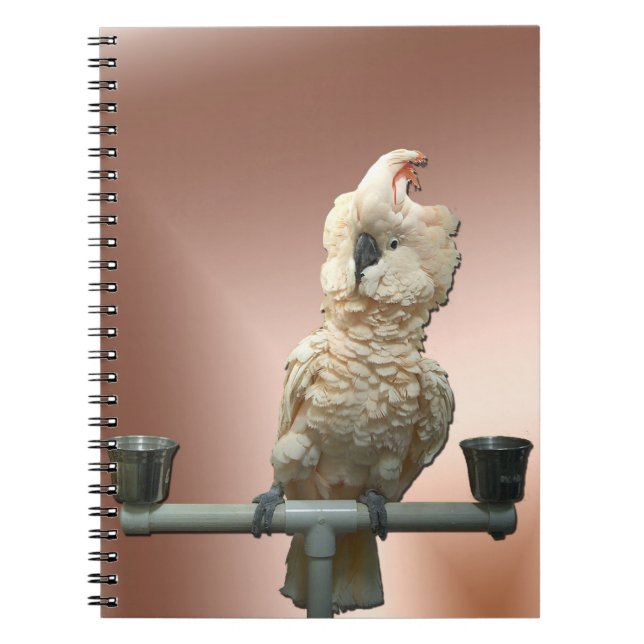 Espiral Caderno molucano do Cockatoo (Frente)