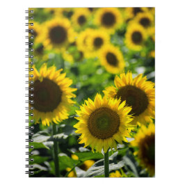 Espiral Caderno - O Campo de Girassóis