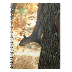 Espiral Caderno ocupado do esquilo