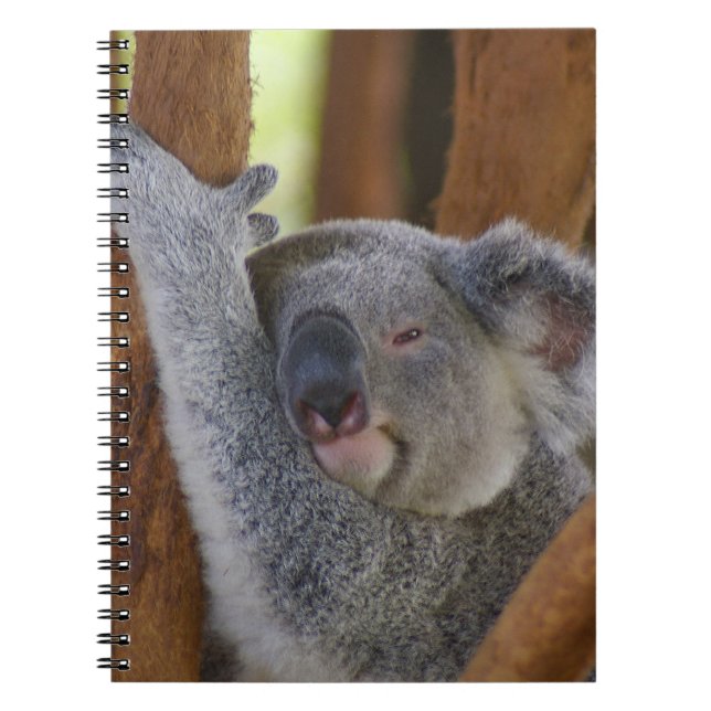 Espiral Caderno peluches do urso de Koala (Frente)