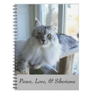 Espiral Caderno Siberian do gato