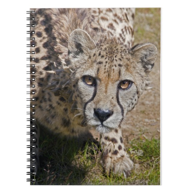 Espiral Caderno Sita (Frente)