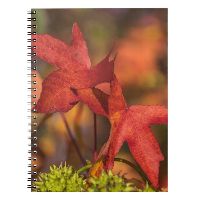 Espiral Caderno vermelho das folhas de outono (Frente)