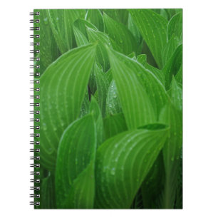 Espiral Folhas do Hosta com caderno dos pingos de chuva