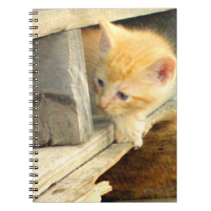 Espiral Gatos do Meow 1 caderno