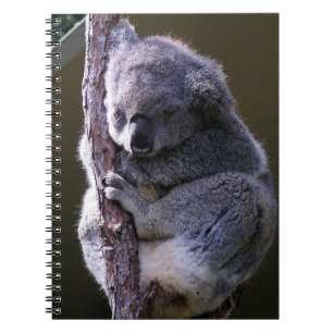 Espiral Koala no caderno da árvore